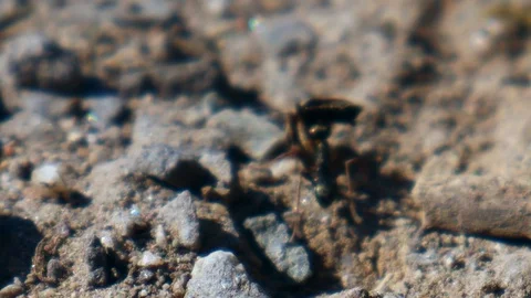 Ant at work Stockbeeldmateriaal 129171032