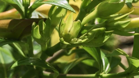 Ant work on green petals Video stock 94104748