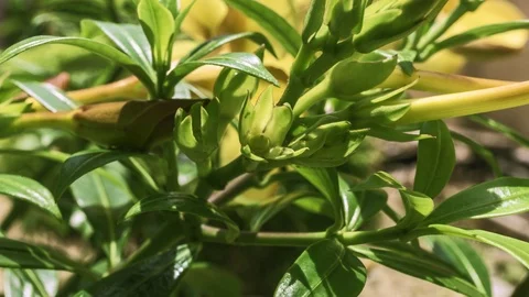 Ant work on green petals Video stock 94104804