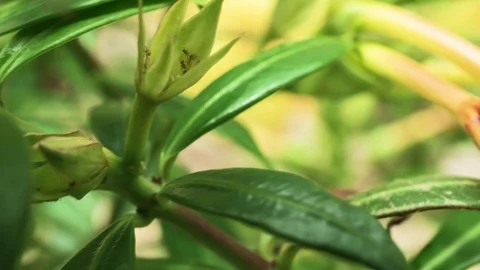 Ant work on green petals Video stock 94170600