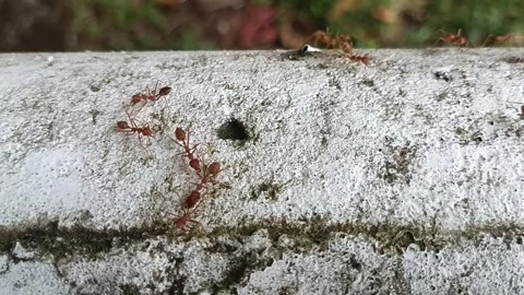 Ant worker help their friend Stock Footage 245058359
