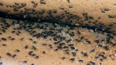 Ant Workers and Brood in Hidden Ceiling Nest Macro Shot in 4K60 Vídeos de archivo 332682069