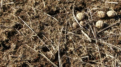 Ant-workers Stock Footage
