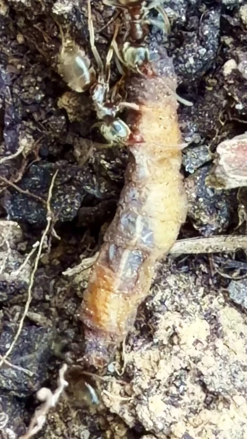 Ant workers Formicidae attacking insect larva in soil showing predation Stock Footage 335198275