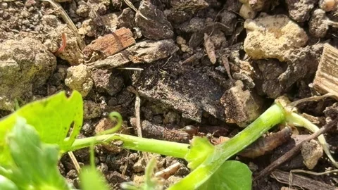 Ant workers Formicidae hunting soil larva in ground microhabitat cooperative Stock Footage 335200587