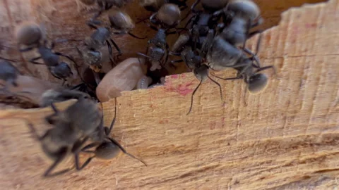 Ant Workers Removing Larvae Inside Wood Nest in Slow Motion 4K30 Stock-Footage 332681886