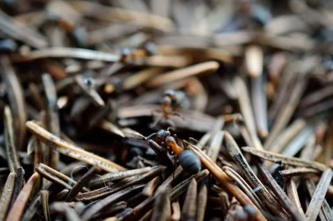 Ant working in anthill in summer macro photo Stock Photos