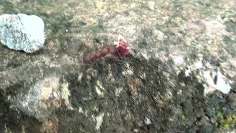 Ant working carrying fruit to the colony Stock Footage 165553458