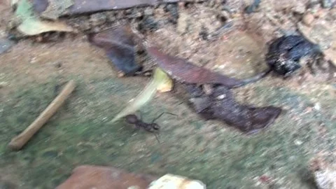 Ant working carrying leaf to colony Stock Footage 165553462