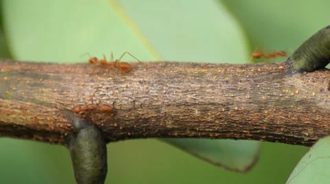 Ant working Stock Footage 32288968