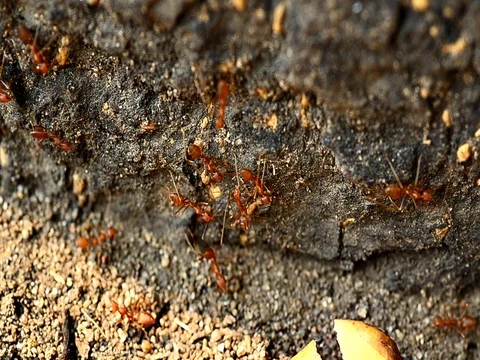 Ant working Stock Footage 77493191