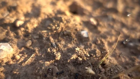 Ant  working Stock Footage 79176683