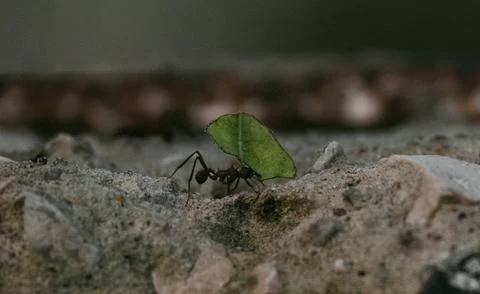 Ant working Foto stock