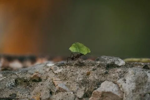 Ant working Foto stock
