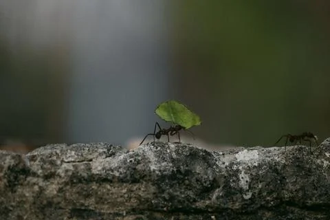 Ant working Foto stock