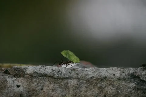 Ant working Foto stock