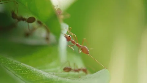 Ant working together Video stock 77608589