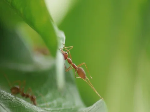 Ant working together Stock Footage 77608602