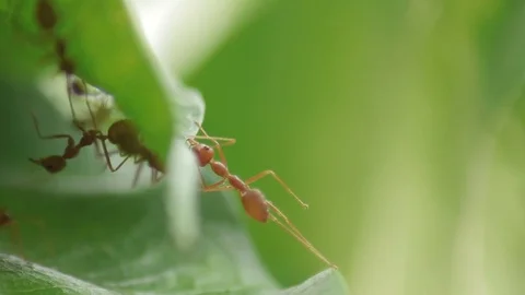Ant working together Stock Footage 77608605
