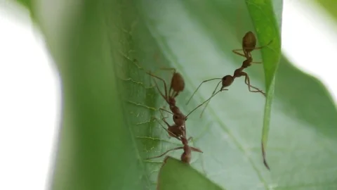 Ant working together Stock Footage 77608642