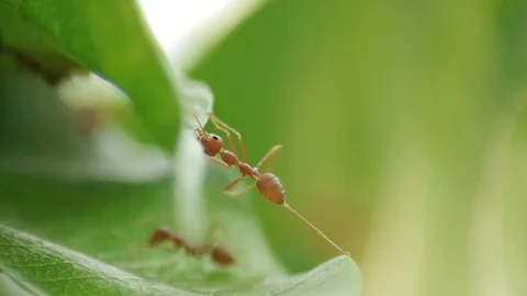 Ant working together Stock Footage 77608655