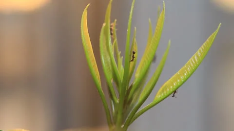 Ant working on tree branch Stock Footage 23896428