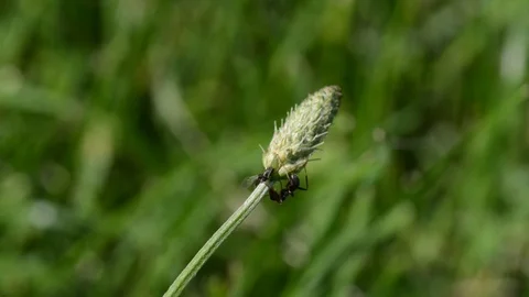 An ant works Stock Footage 91749106