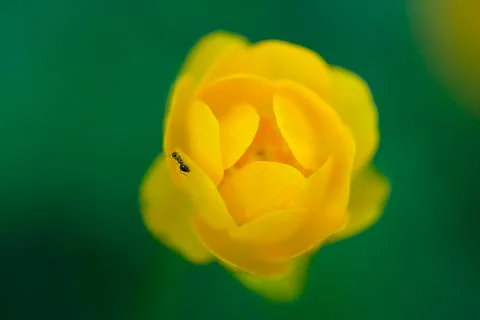 Ant on a yellow kingcup Stock Photos
