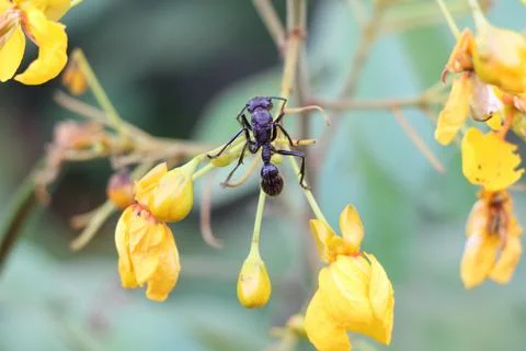 Ant on Yellow Wildflower  Close-Up Stock Photos