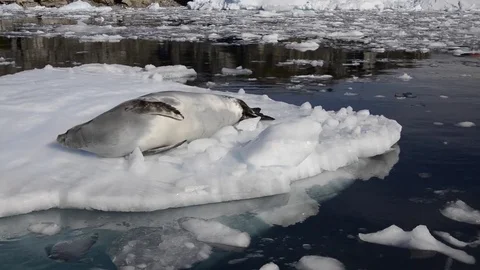 ANT16-17-567 Stock Footage 75364130