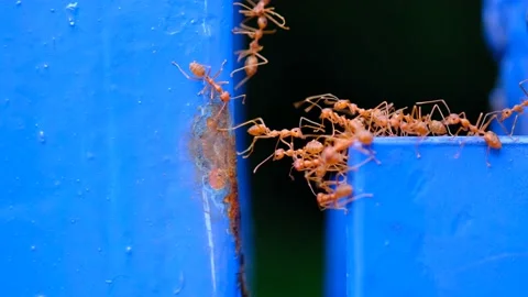 Ant2 Stock Footage 141307199
