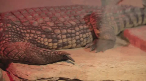 Antagonized gator shows chompers under red light Stock Footage 24322590