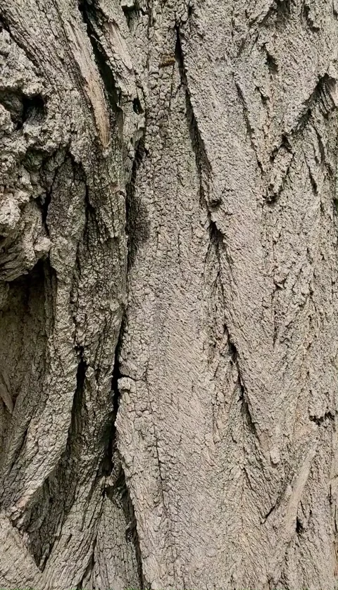AntandBeeOnOakTree Stock Footage 340242348