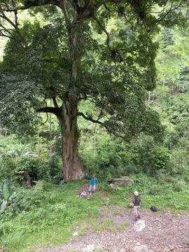 Antap tree Foto stock