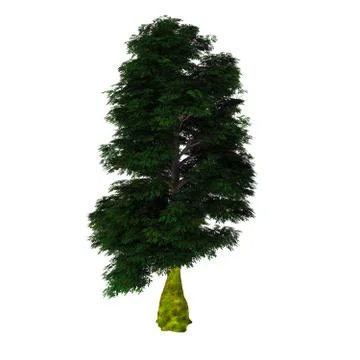 Antarctic Beech Tree Stock Illustration