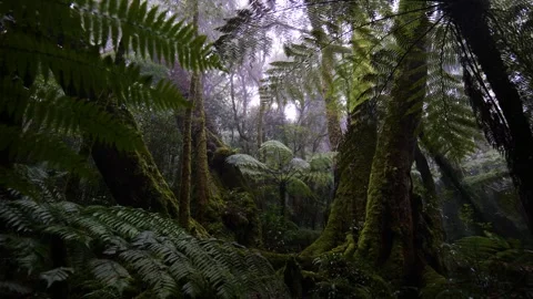 Antarctic Beech Trees in Misty Rainforest, Lamington National Park Stock Footage 283831488