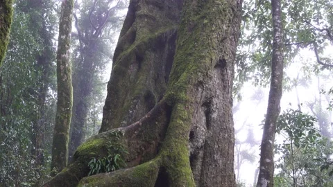 Antarctic Beech Trees Springbrook National Park 2000 years old 1 Stock Footage 154786193
