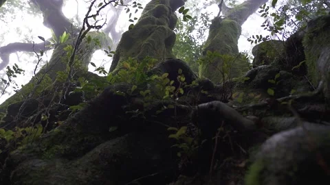 Antarctic Beech Trees Springbrook National Park 2000 years old 3 Stock Footage 154786218
