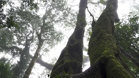 Antarctic Beech Trees Springbrook National Park 2000 years old 5 Stock Footage 154786223