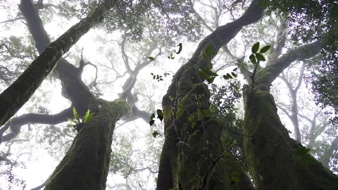 Antarctic Beech Trees Springbrook National Park 2000 years old 2 Stock Footage 154786239