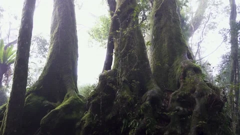 Antarctic Beech Trees Springbrook National Park 2000 years old 6 Stock Footage 154786262