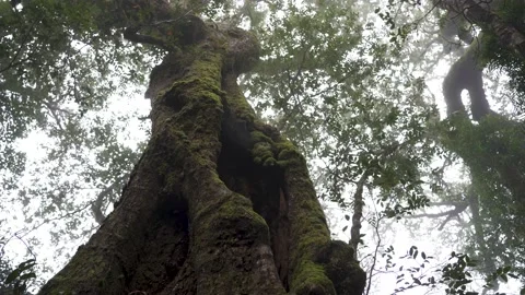Antarctic Beech Trees Springbrook National Park 2000 years old 7 Stock Footage 154786274