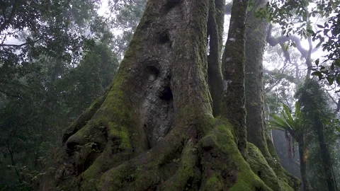 Antarctic Beech Trees Springbrook National Park 2000 years old 4 Stock Footage 154786284