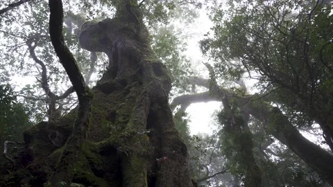Antarctic Beech Trees Springbrook National Park 2000 years old 8 Stock Footage 154786296