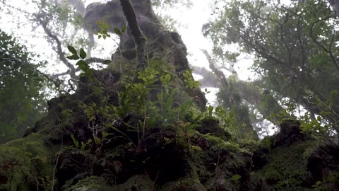 Antarctic Beech Trees Springbrook National Park 2000 years old 9 Stock Footage 154786304