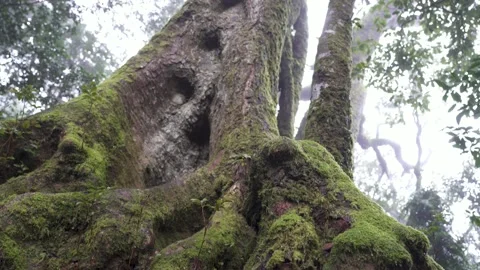 Antarctic Beech Trees Springbrook National Park 2000 years old 11 Stock Footage 154786349