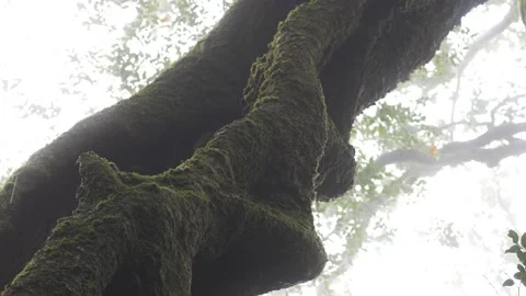 Antarctic Beech Trees Springbrook National Park 2000 years old 12 Stock Footage 154786353