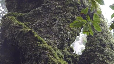 Antarctic Beech Trees Springbrook National Park 2000 years old 13 Stock Footage 154786367