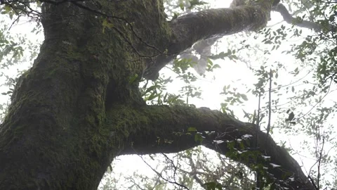 Antarctic Beech Trees Springbrook National Park 2000 years old 14 Stock Footage 154786371