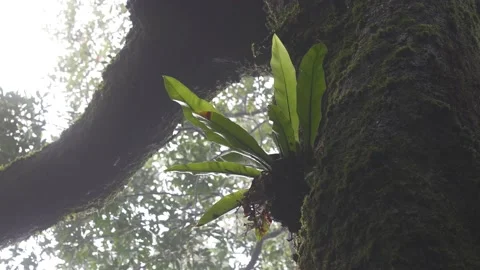 Antarctic Beech Trees Springbrook National Park 2000 years old epiphyte grow Stock Footage 154786429